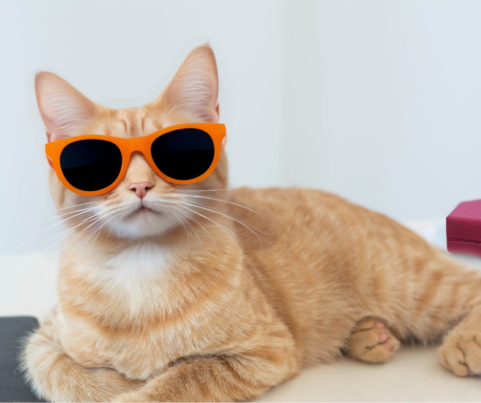 Cool Cat